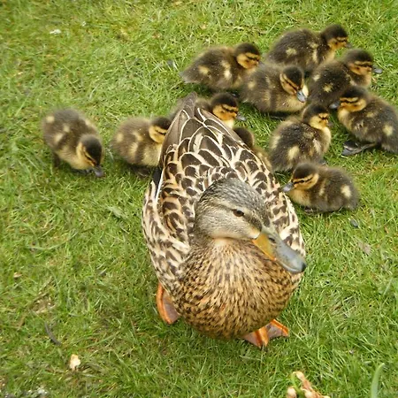 酒店 佩尼克罗弗特宾馆 4*